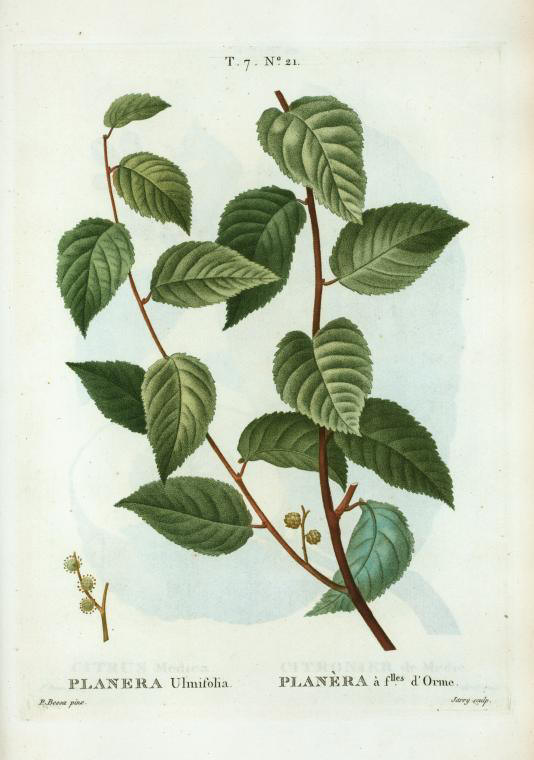 planera ulmifolia (planera à feuilles d'orme)