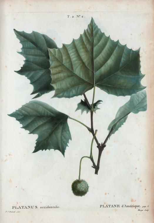 platanus occidentalis (platane d'amerique)