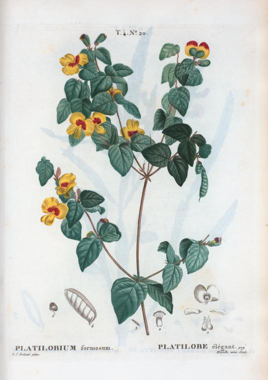 platilobium formosum (platilobe elegant)