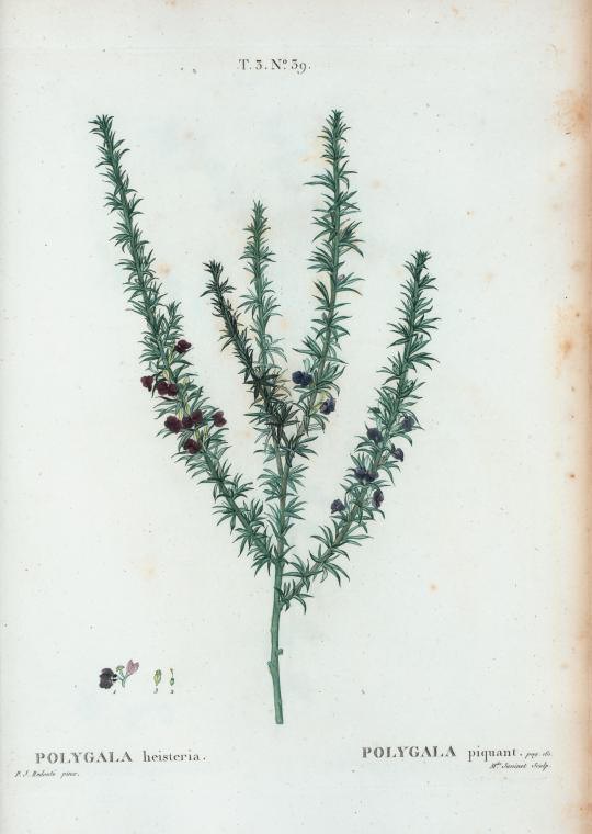 polygala heisteria (polygala piquant)
