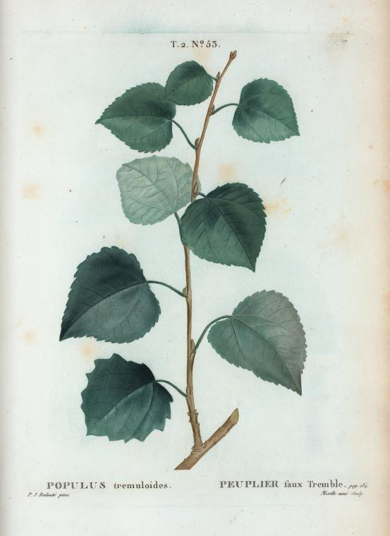 populus tremuloides (peuplier faux tremble)
