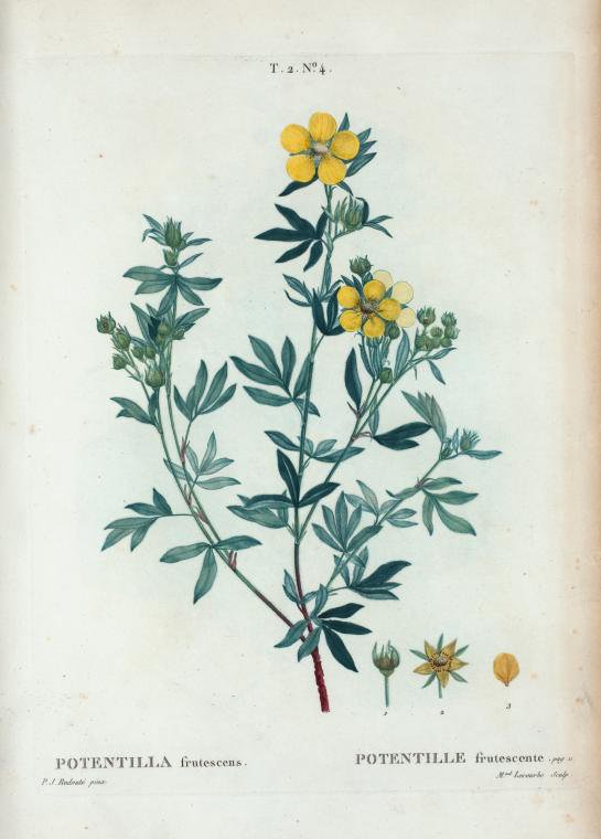 potentilla frutescens (potentille frutescente)