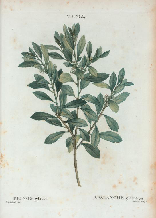 prinos glaber (apalanche glabre)
