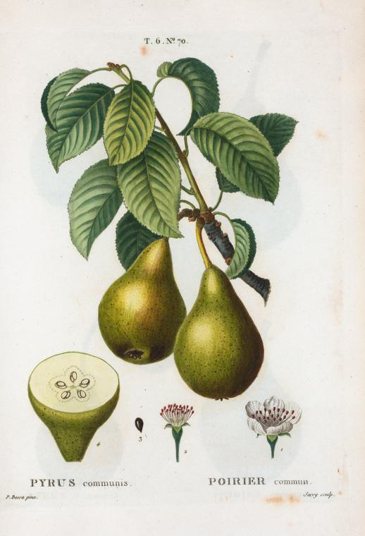 pyrus communis (poirier commun)