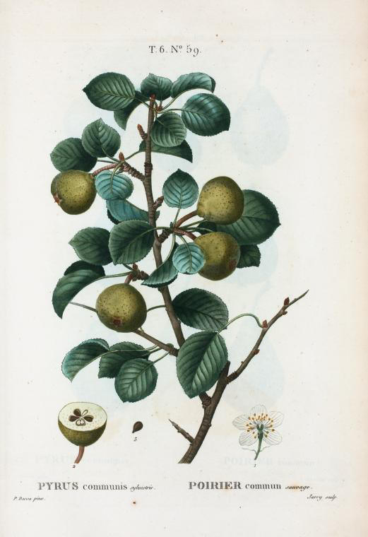 pyrus communis sylvestris (poirier commun sauvage)