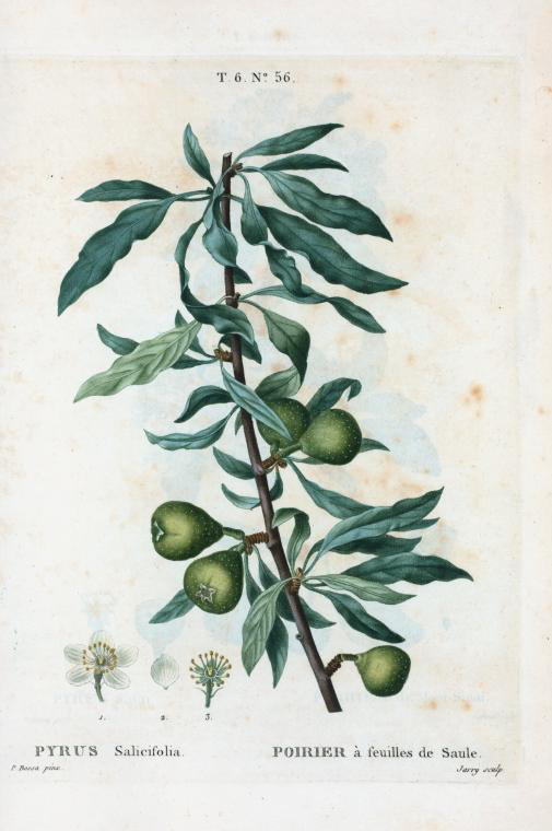 pyrus salicifolia (poirier à feuilles de saule)