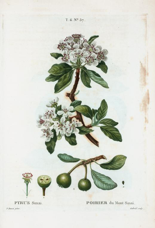 pyrus sinai (poirier du mont-sinai)
