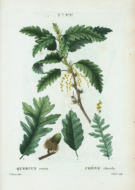 quercus cerris (chêne chevelu)