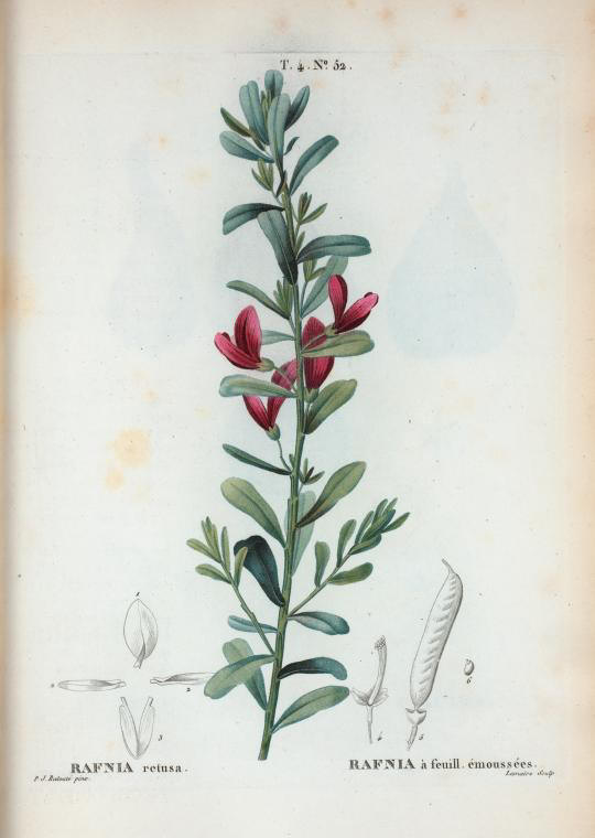 rafnia retusa (rafnia à feuilles émoussées)