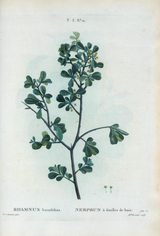 rhamnus buxifolius (nerprun à feuilles de buis)