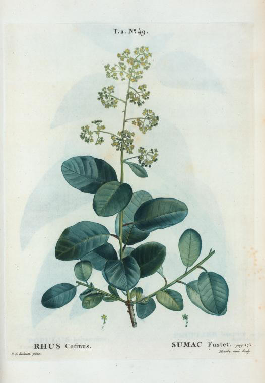 rhus cotinus (sumac fustet)