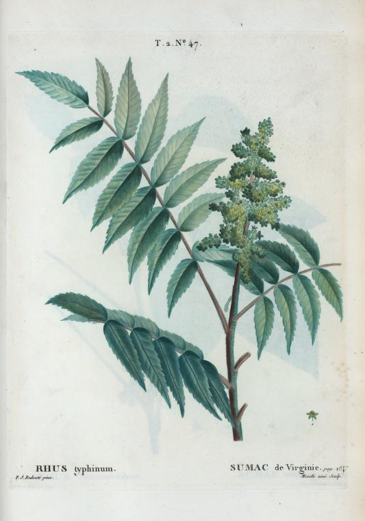 rhus typhinum (sumac de virginie)