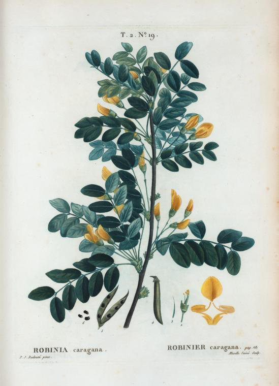 robinia caragana (robinier caragana)
