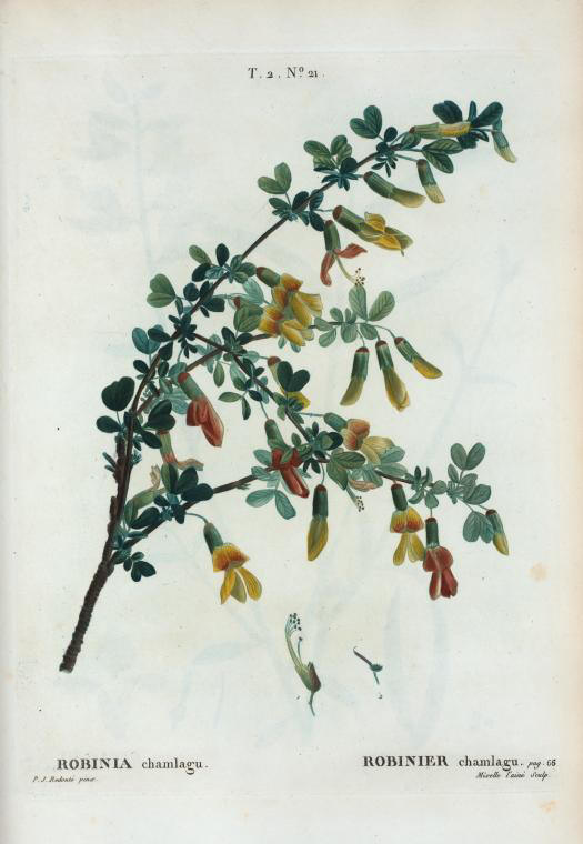 robinia chamlagu (robinier chamlagu)