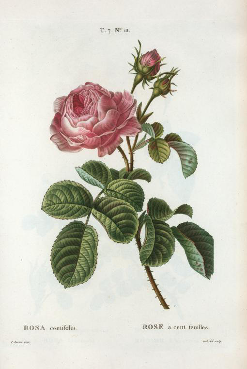 rosa centifolia (rose a cent feuilles)