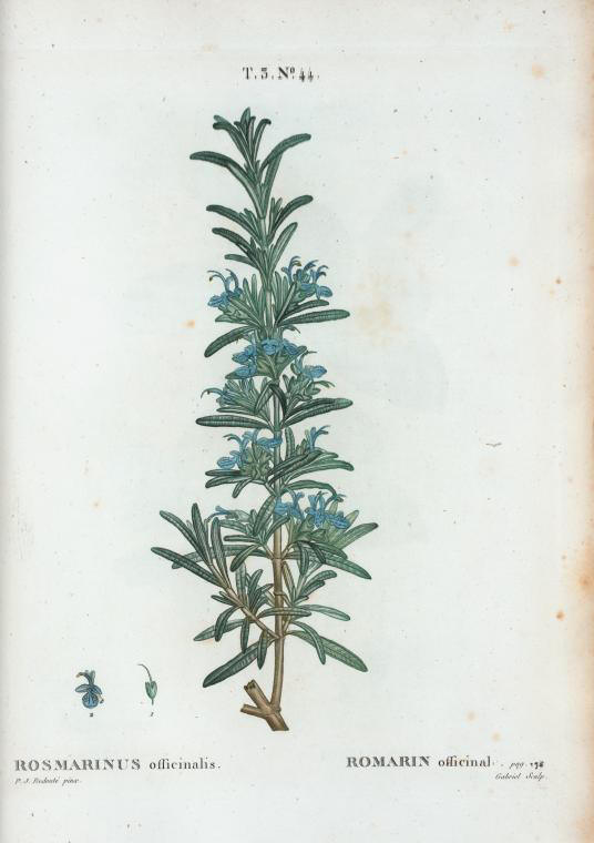 rosmarinus officinalis (romarin officinal)