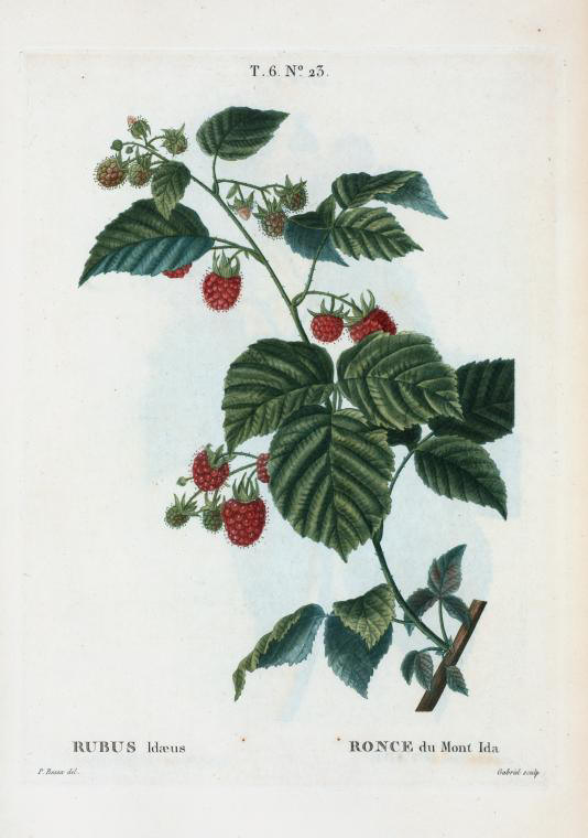 rubus idaeus (ronce du mont ida)