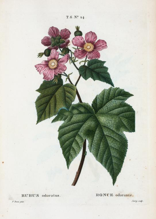 rubus odoratus (ronce odorante)