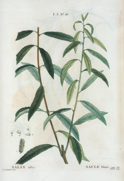 salix alba (saule blanc)