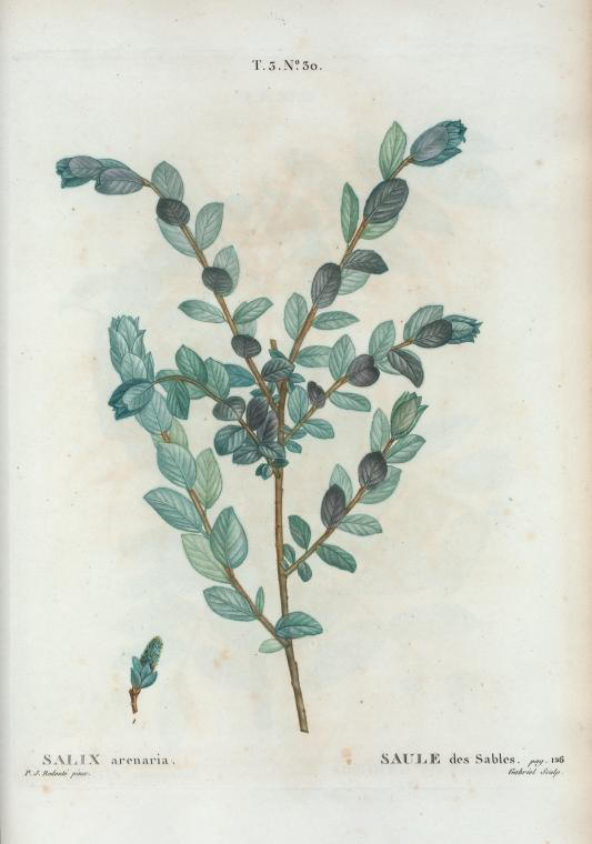 salix arenaria (saule des sables)