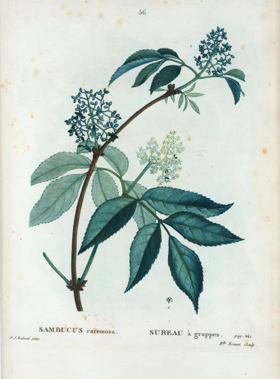 sambucus racemosa (sureau a grappes)