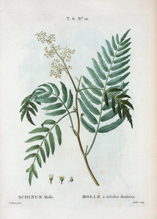 schinus molle (molle a folioles dentees)