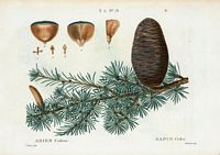 Sapin cèdre (Abies cedrus). Cliquer pour agrandir l'image.