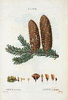 Sapin en peigne (Abies pectinata). Cliquer pour agrandir l'image.