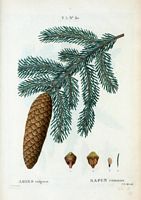 Sapin commun (Abies vulgaris). Cliquer pour agrandir l'image.