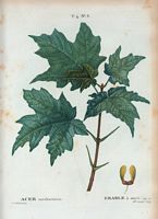Érable à sucre (Acer saccharinum). Cliquer pour agrandir l'image.