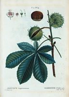 Marronnier d'Inde (Æsculus hippocastanum). Cliquer pour agrandir l'image.