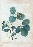 Aune commun (Alnus communis). Cliquer pour agrandir l'image.