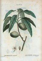 Amandier commun (Amygdalus communis). Cliquer pour agrandir l'image.