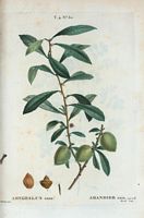 Amandier nain (Amygdalus nana). Cliquer pour agrandir l'image.