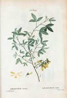 Anagyris fétide (Anagyris foetida). Cliquer pour agrandir l'image.