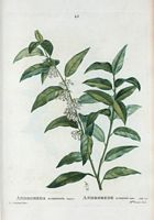 Andromède acuminé (Andromeda acuminata). Cliquer pour agrandir l'image.