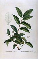 Andromède axillaire (Andromeda axillaris). Cliquer pour agrandir l'image.