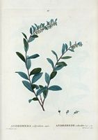 Andromède caliculée (Andromeda calyculata). Cliquer pour agrandir l'image.