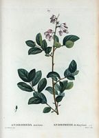 Andromède du Maryland (Andromeda mariana). Cliquer pour agrandir l'image.