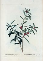 Andromède polifolia (Andromeda polifolia). Cliquer pour agrandir l'image.