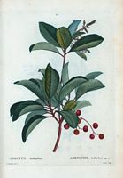 Arbousier andrachné (Arbutus andrachne). Cliquer pour agrandir l'image.