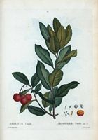 Arbousier unedo (Arbutus unedo). Cliquer pour agrandir l'image.