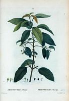 Aristotelia Macqui (Aristotelia macqui). Cliquer pour agrandir l'image.