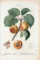 Abricotier commun (Armeniaca vulgaris). Cliquer pour agrandir l'image.