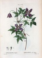 Atragéné des Alpes (Atragene alpina). Cliquer pour agrandir l'image.