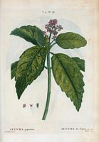 Aucuba du Japon (Aucuba japonica). Cliquer pour agrandir l'image.