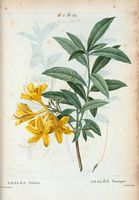 Azalée Pontique (Azalea pontica). Cliquer pour agrandir l'image.