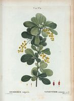 Vinettier commun (Berberis vulgaris). Cliquer pour agrandir l'image.