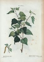 Bouleau blanc (Betula alba). Cliquer pour agrandir l'image.