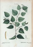 Bouleau élevé (Betula excelsa). Cliquer pour agrandir l'image.